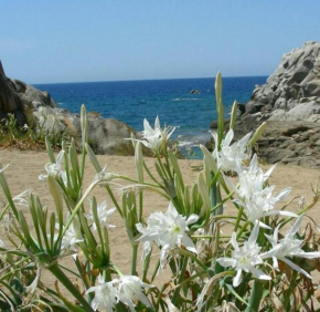 Giglio di mare